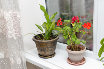 flowers in a pot on the windowsill