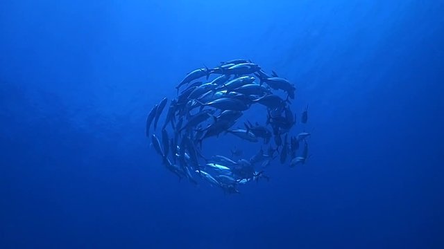 Whirlwind of jackfish
