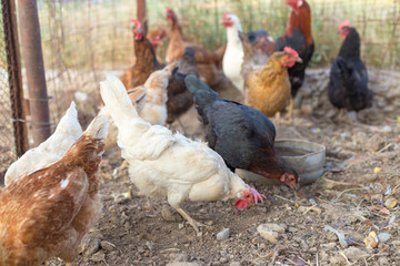 Homemade chicken with a rooster in the coop eats grain © donikz