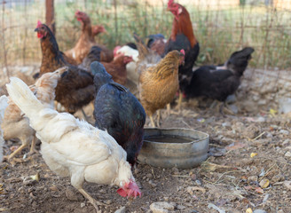 Homemade chicken with a rooster in the coop eats grain