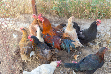 Homemade chicken with a rooster in the coop eats grain