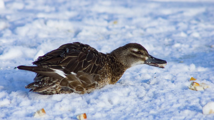 Garganey duck or Spatula querquedula female on snow close-up portrait in winter, selective focus, shallow DOF
