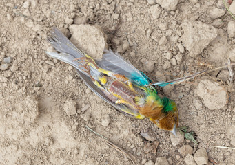 Sparrow dead bird on the ground