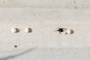 Spider and cocoons on the asbestos background. The female spider guards its egg sacs. Spider mother close up