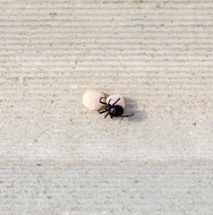 Spider and cocoons on the asbestos background. The female spider guards its egg sacs. Spider mother close up