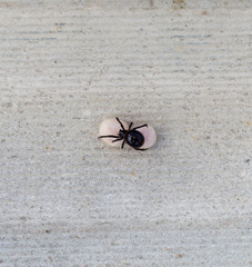 Spider and cocoons on the asbestos background. The female spider guards its egg sacs. Spider mother close up