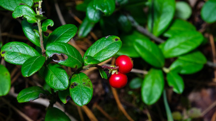 Vaccinium vitis-idaea Ripe cowberry in moss macro, selective focus, shallow DOF