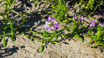 Cakile baltica or Baltic searocket flowers at sand beach close-up, selective focus, shallow DOF