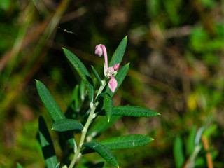 Flower Bog rosemary or Andromeda polifolia close-up, selective focus, shallow DOF