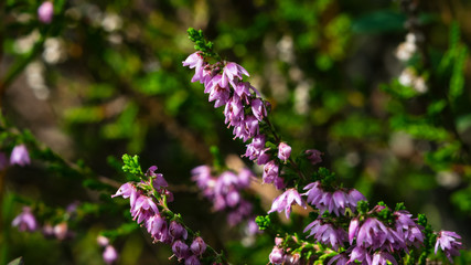 Wild Purple Common Heather or Calluna vulgaris blossom close-up, selective focus, shallow DOF