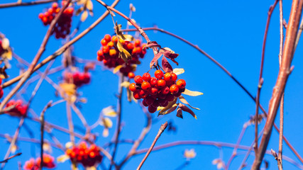 Mountain ash, Rowan or Sorbus tree with ripe berries, macro, selective focus, shallow DOF