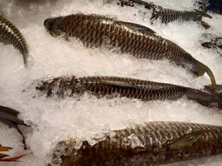 fish ice cubes in market