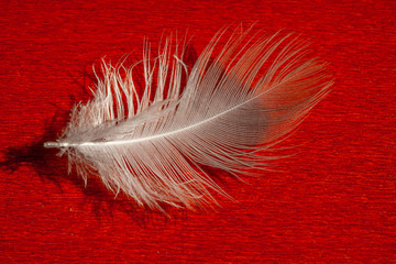 close-up of a white feather lying on a red surface