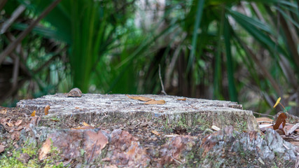 Tree Stump