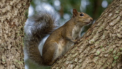 squirrel on tree