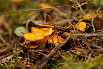 Chanterelle forest mushrooms on a forest glade on a summer day. Bright mushrooms.