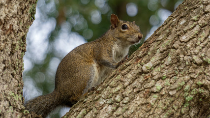 squirrel on tree