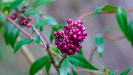 berries on a branch