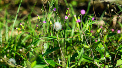 flowers in grass