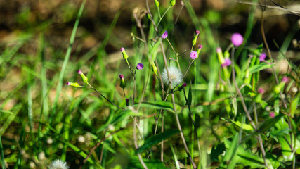 wild flowers in the grass