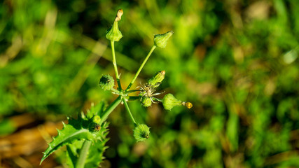 plant