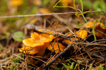 Chanterelle forest mushrooms on a forest glade on a summer day. Bright mushrooms.