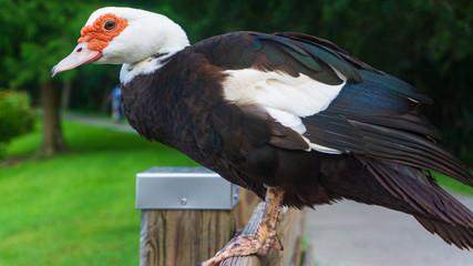 bird of prey