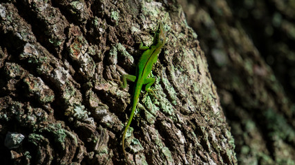 green lizard on a tree
