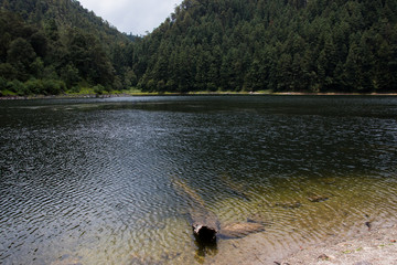 Tronco en laguna de zempoala