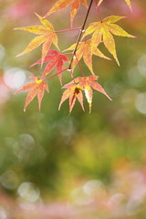 雨に濡れた楓の紅葉と玉ぼけ