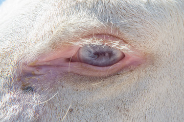 An extreme close-up view on the blue eye of a white horse. Eyelashes and details of large domestic...