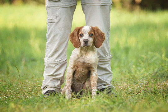 Jagdhund Bretone Welpe sitzend zwischen den Beinen eines Menschen