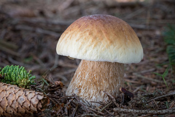 Edible mushroom cep (Boletus edulis) in summer forest