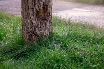 water splashing on a tree, watering the lawn with a water sprayer