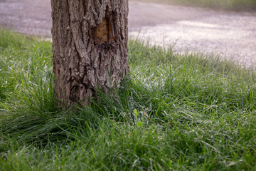 water splashing on a tree, watering the lawn with a water sprayer