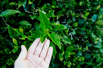 plantation green tea, harvest, hand touch leaf, closeup