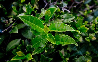 plantation green tea, harvest, leaf, closeup