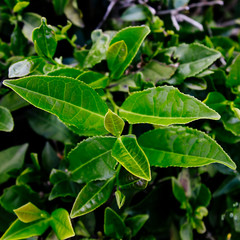 plantation green tea, harvest, leaf, closeup, macro