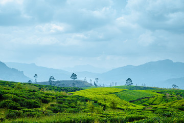 Hill Tea Plantation in Cloudy Day Panoramic Photo