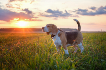 Beagle dog on a walk on a summer evening against a beautiful sunset