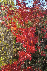 Colore d'autunno