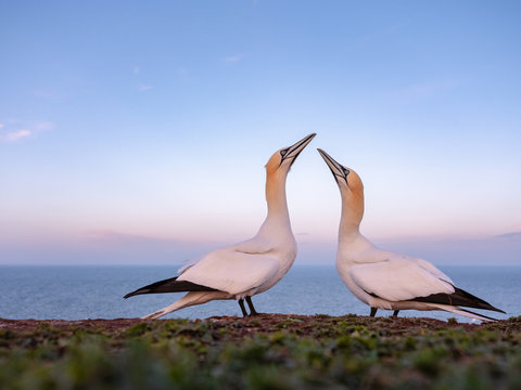 Two Northern Gannet (Morus bassanus)