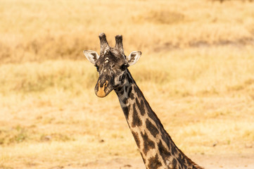 Close up of Single Giraffe head looking at camera with ears and short horns very visible, against a cream blurred background