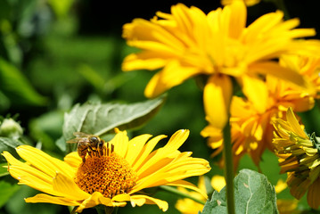 Heliopsis helianthoides i pszczoła zbiera pyłek