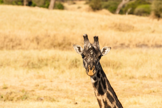 Close up of Single Giraffe head looking at camera with ears and short horns very visible, against a cream blurred background