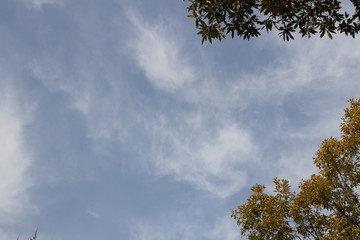 tree in the sky