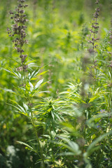 fields of industrial hemp in Estonia