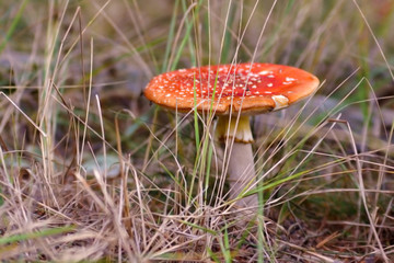 Mature red poisonous fly agaric 'Amanita Muscaria' mushroom with flat cape growing between dry grass