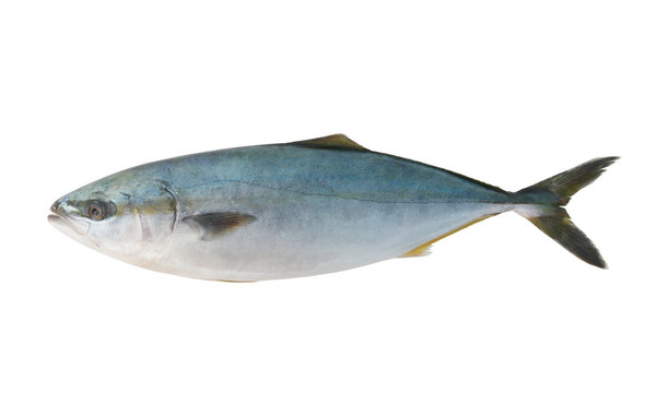 Amberjack fish isolated on white background 