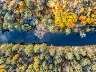 canada foliage trees autumn fall indian summer drone